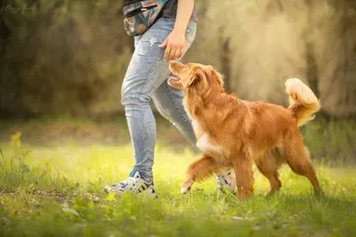 Koniec Smyczy - sportowe szkolenie psów, obedience, rally-o, agility Poznań